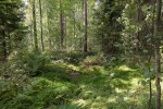 Hidden Pictures / Moss bed / Pirko Julia Schröder