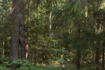 Hidden Pictures / Parting the Ways / Pirko Julia Schröder