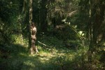 Hidden Pictures / Hug the Tree / Pirko Julia Schröder