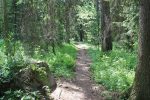Forest path
