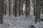 Winter forest