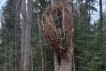 Novia / The Nest