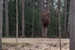 Novia / The Nest
